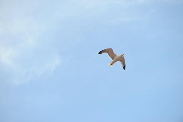 mouette-230413-mc