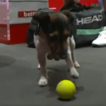 Le chien de Zverev nommé nouveau ramasseur de balles du tournoi