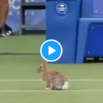 Roger… Rabbit sévit sur le gazon de Newport